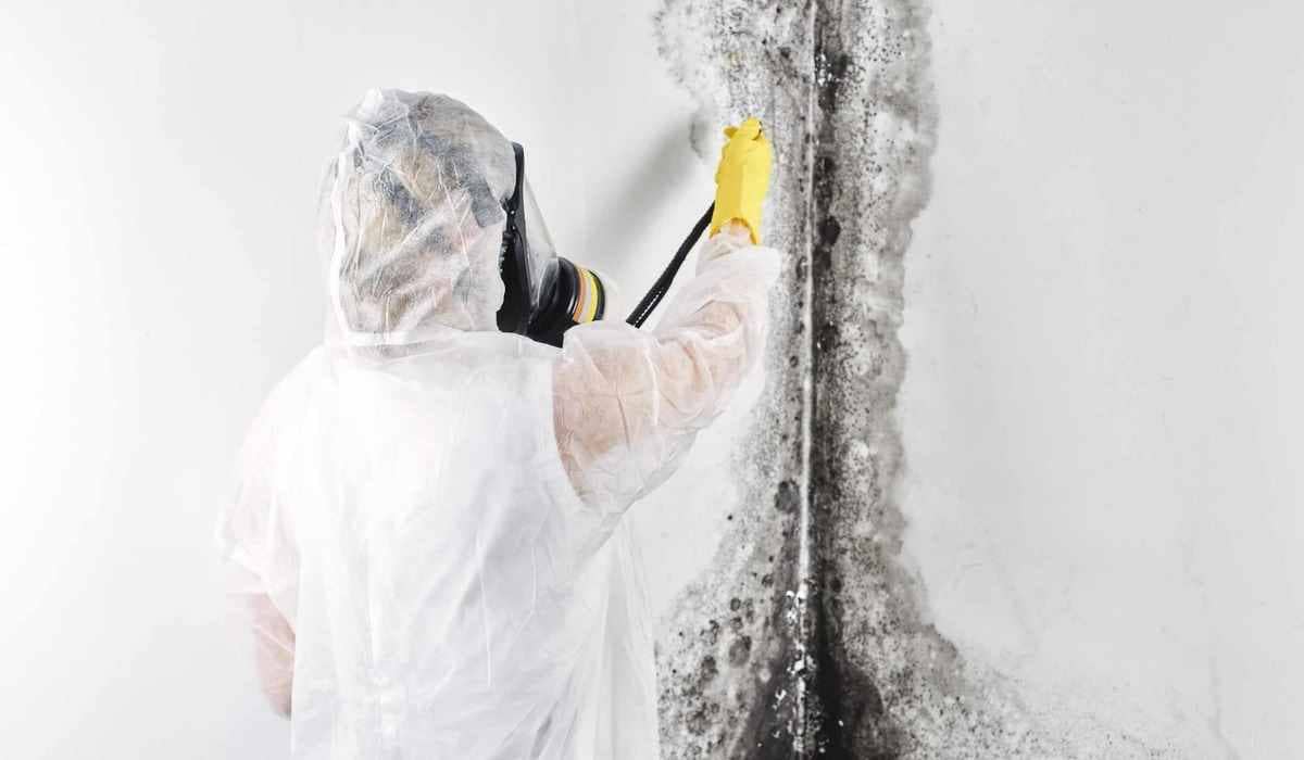 4 Reasons Why You Shouldn’t Remove Mold by Yourself