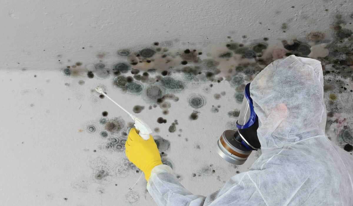 Questions To Ask a Mold Removal Company before Hiring Them