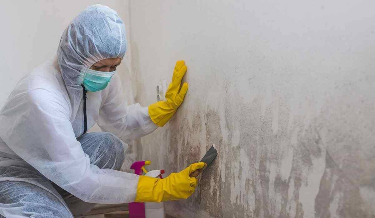 Can You Spot the Signs It’s Time to Call the Experts for Mold Removal in Brampton?