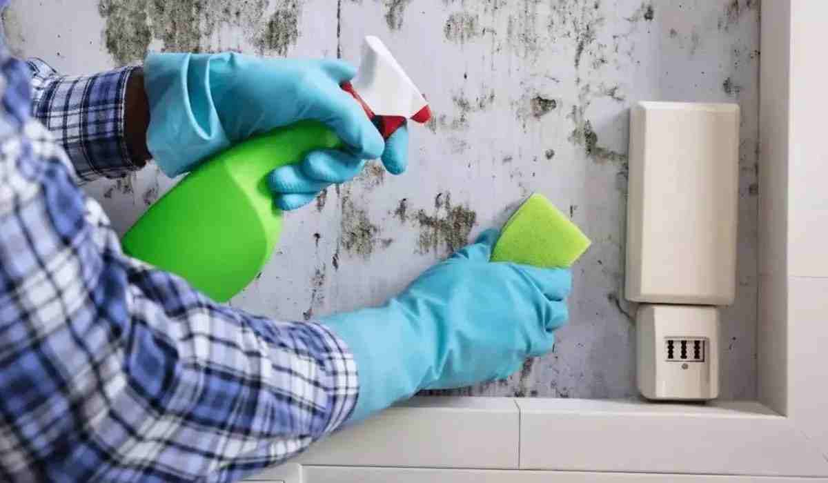 Mold Removal in Toronto – Why Say NO to DIY?
