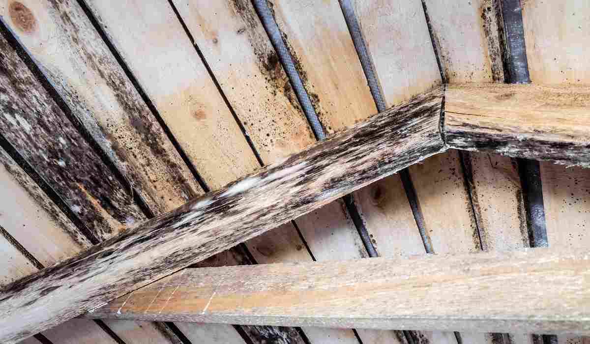 Do You Need A Professional For Attic Mold Removal?