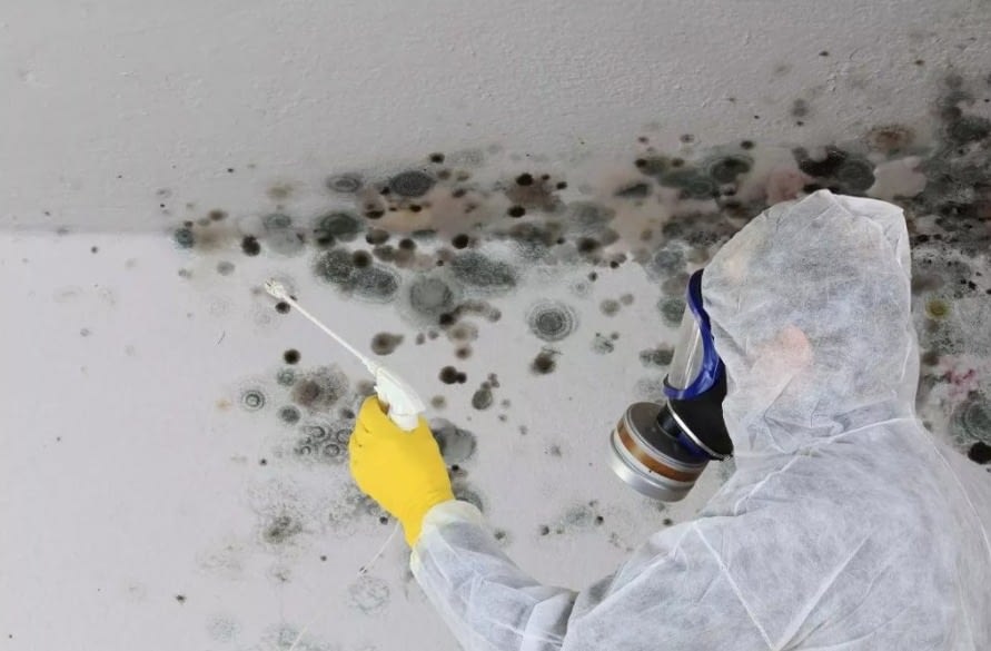 Mold Removal – Hire A Professional Or DIY?