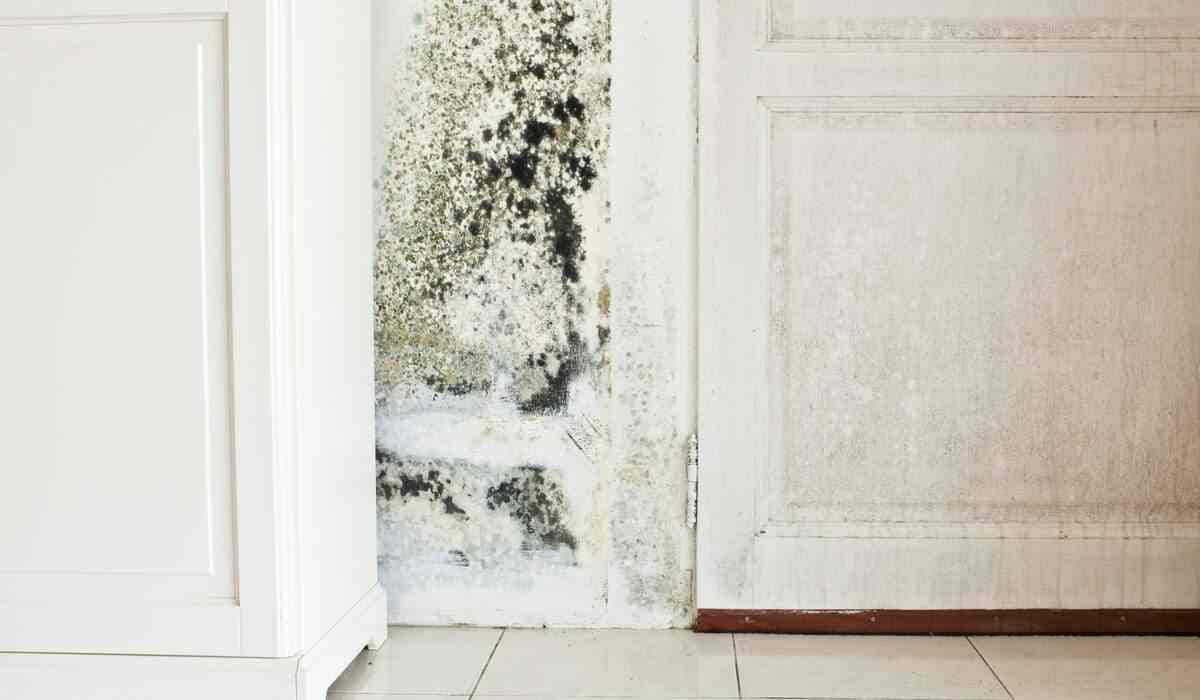 A Beginner’s Guide on Mold Growth & its Dangers