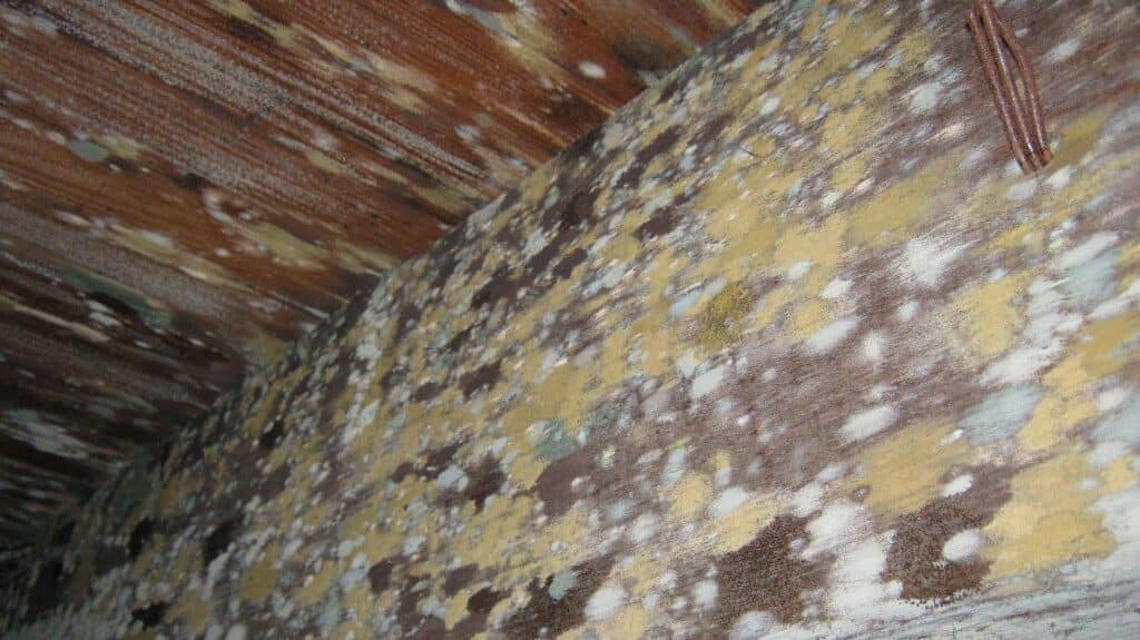 attic mold removal in Toronto - absolute mold remediation ltd - toronto