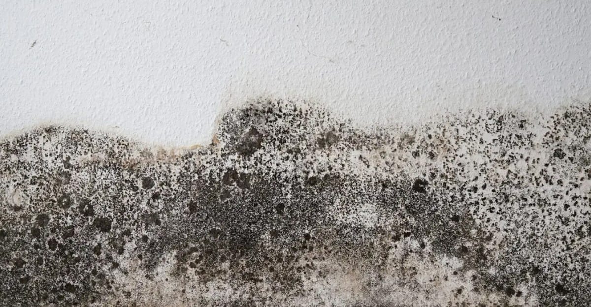 mold removal specialists - absolute mold remediation ltd - toronto