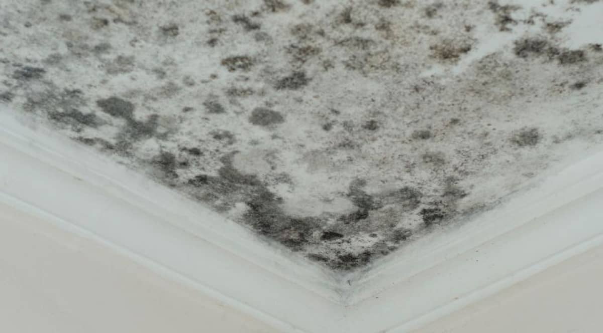 Mold Removal in Rental Properties: Responsibilities and Best Practices