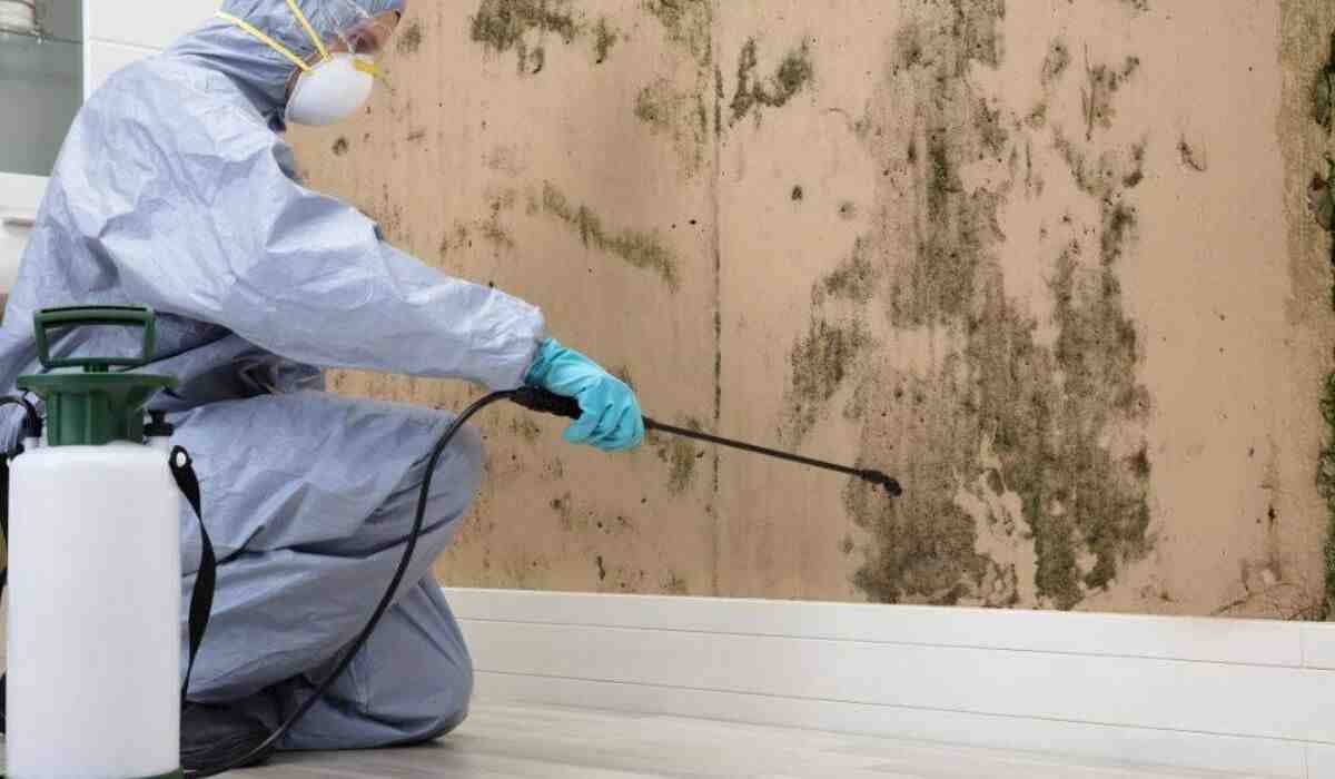 mold removal in Toronto