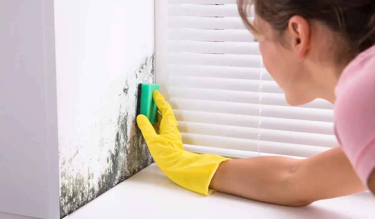 Mold Removal in Woodbridge