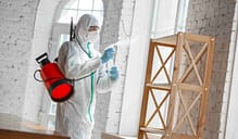 best mold removal Toronto
