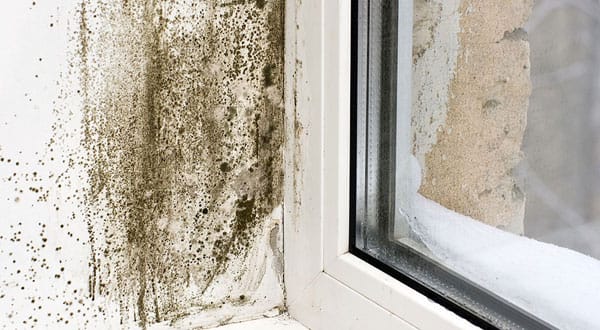 Mould Removal Toronto | Mold Removal Specialists Toronto | Absolute Mold Removal
