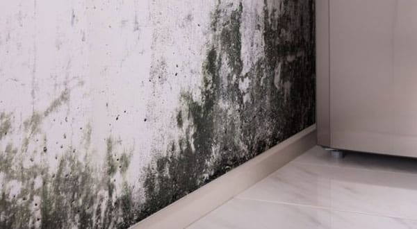 Mold Removal Toronto | Mold Removal Company Toronto | Absolute Mold Removal