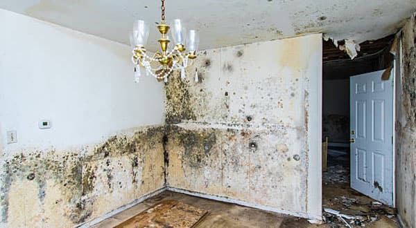 Mold Removal Hamilton | Absolute Mold Removal