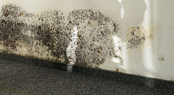 Mold Removal Burlington | Absolute Mold Removal