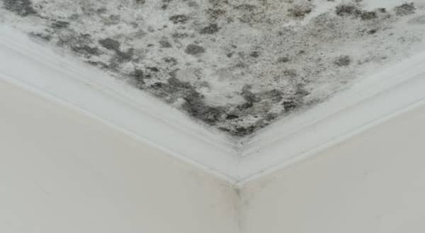 Mold Removal and Remediation in Oakville 