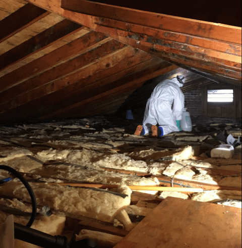 Absolute Mold Remediation in Toronto, Hamilton, Vaughan and GTA