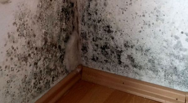 All You Need To Know About Mold Remediation