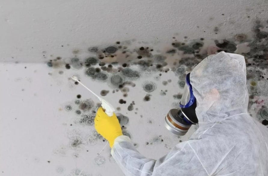 Mold Removal – Hire A Professional Or DIY?