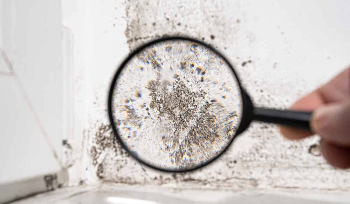 Common Signs Your Home Needs Professional Mold Removal