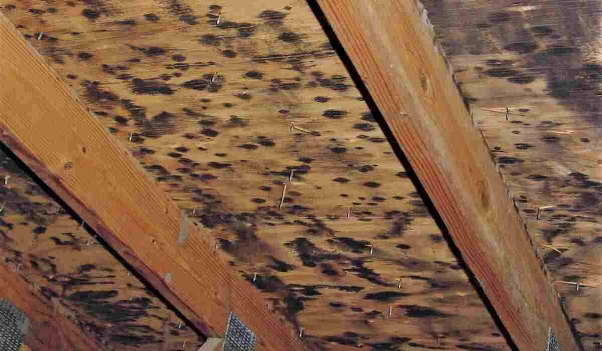 What’s That Musty Smell in My Attic? Mold Could be the Culprit!